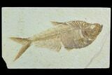 Fossil Fish (Diplomystus) - Green River Formation #122762-1